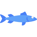 barracuda 