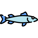 barracuda 