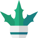 aloe vera icon