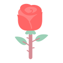 rosa