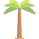 palmera 