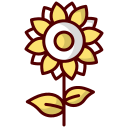 girasol 