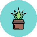 aloe vera icon