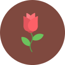 rosa