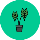 alocasia icon