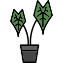 alocasia icon