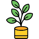 ficus icon