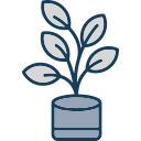 ficus icon