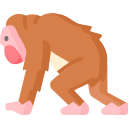 orangután