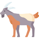 Goat