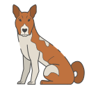 basenji 