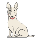 bull terrier 