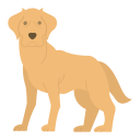 labrador