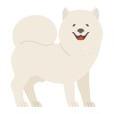 samoyedo