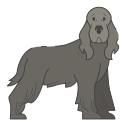 spaniel