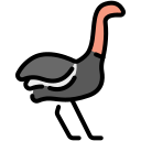 avestruz 