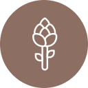 Asparagus