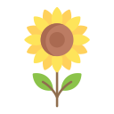 girasol