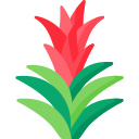 bromelia