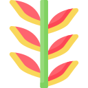 heliconia