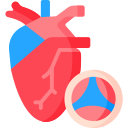 aorta 