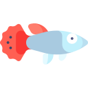 guppy 