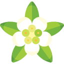 kageneckia icon