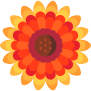 gaillardia