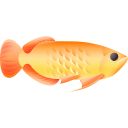 pez arowana 