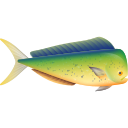 mahi mahi 