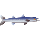 barracuda 