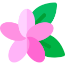 frangipani