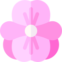 begônia 