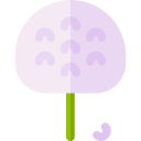 allium 