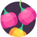 rocoto icon