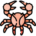 Mitten crab 