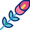 calla 
