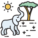 safari icon