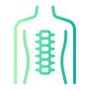 columna vertebral