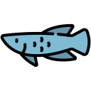 arowana icon