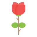 rosa icon