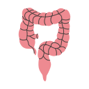 intestino grueso icon