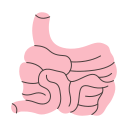 intestino delgado 