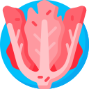 kimchi 