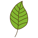 Leaf icon