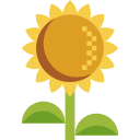 girasol