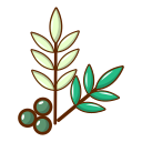 aceituna icon