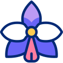 orchidée 