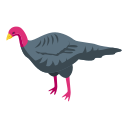 pavo icon