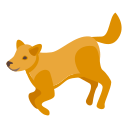 cachorro 